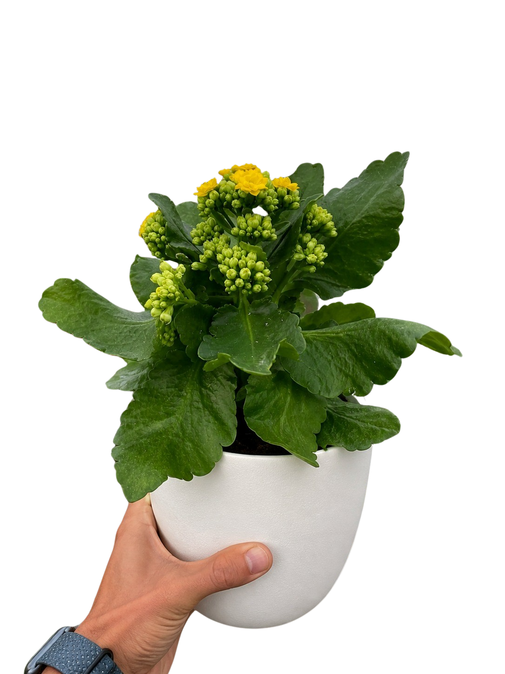 Kalanchoe 'Blossfeldiana'