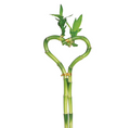 Dracaena 'Lucky Bamboo' (Heart Shape)